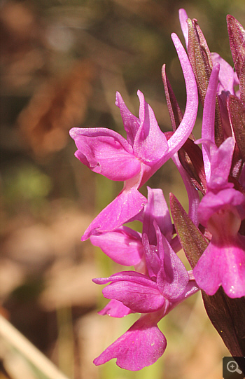 Dactylorhiza romana, Agios Nikolaos.