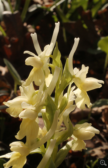 Dactylorhiza romana, Agios Nikolaos.