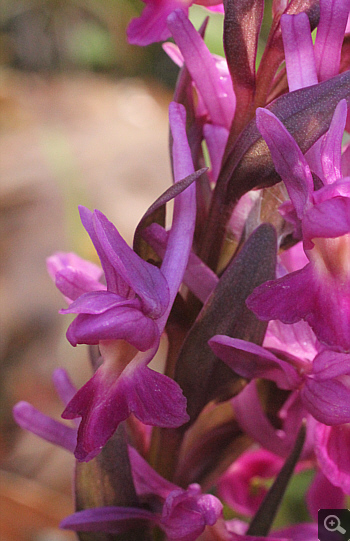 Dactylorhiza romana, Agios Nikolaos.