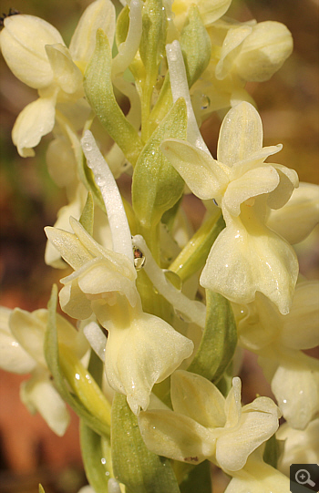 Dactylorhiza romana, Agios Nikolaos.