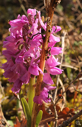 Dactylorhiza romana, Agios Nikolaos.