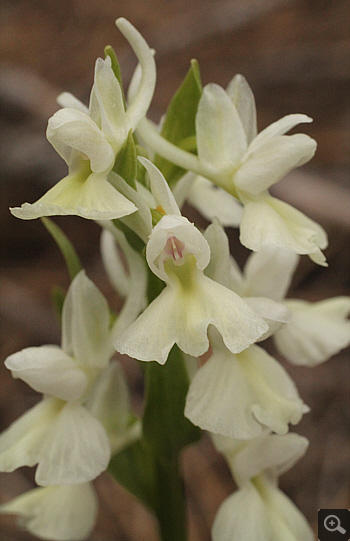 Dactylorhiza romana, Karies.