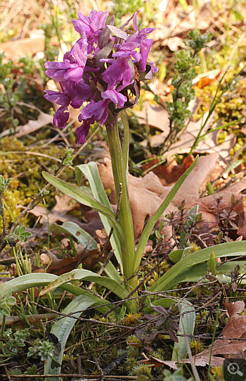 Dactylorhiza romana, Agios Nikolaos.