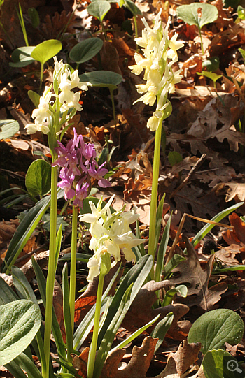 Dactylorhiza romana, Agios Nikolaos.