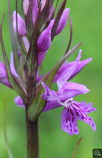 Dactylorhiza saccifera, Lago Selva.