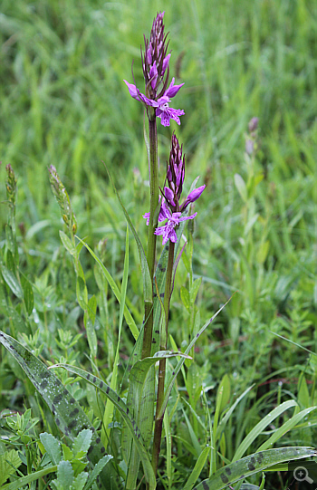 Dactylorhiza saccifera, Lago Selva.