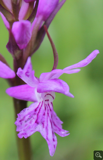 Dactylorhiza saccifera, Lago Selva.