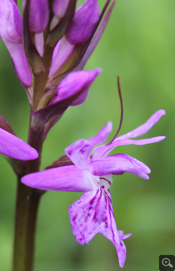 Dactylorhiza saccifera, Lago Selva.