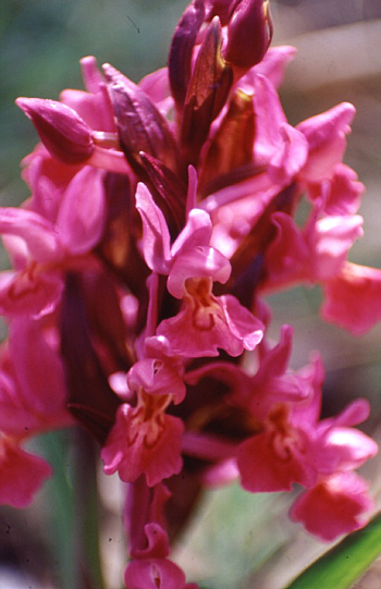 Dactylorhiza sambucina, Castel del Piano.