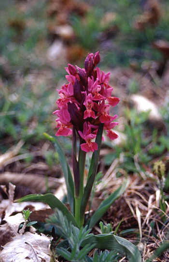 Dactylorhiza sambucina, Castel del Piano.