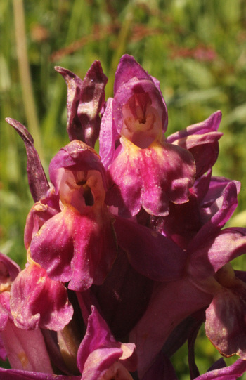 Dactylorhiza sambucina, Southern Black Forest.