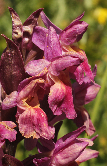 Dactylorhiza sambucina, Südschwarzwald.