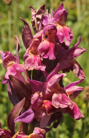 Dactylorhiza sambucina, Southern Black Forest.