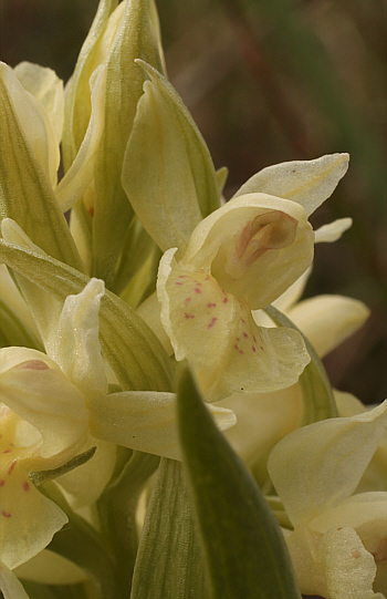 Dactylorhiza sambucina, Rheinland-Pfalz.