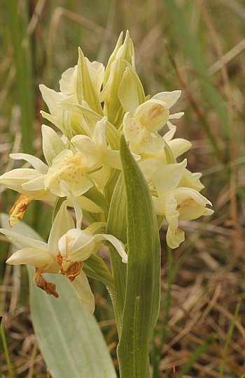 Dactylorhiza sambucina, Rheinland-Pfalz.