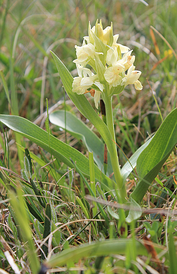 Dactylorhiza sambucina, Rheinland-Pfalz.