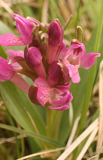 Dactylorhiza sambucina, Rheinland-Pfalz.