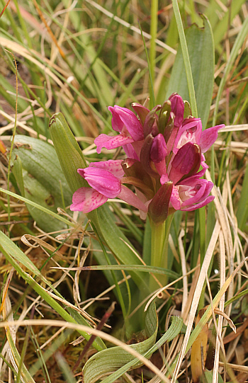 Dactylorhiza sambucina, Rhineland-Palatinate.