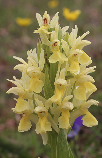 Dactylorhiza sambucina, San Marco in Lamis.