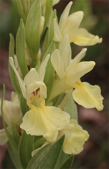 Dactylorhiza sambucina, San Marco in Lamis.