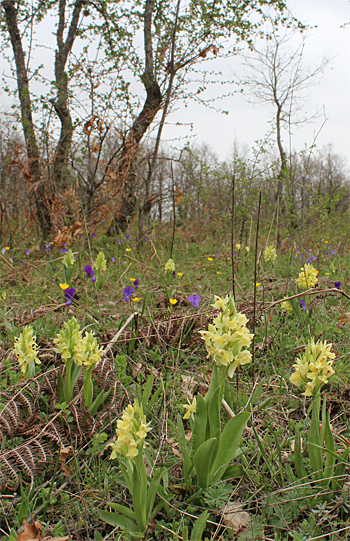 Dactylorhiza sambucina, San Marco in Lamis.