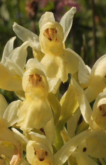 Dactylorhiza sambucina, Southern Black Forest.