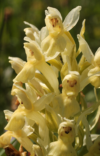 Dactylorhiza sambucina, Südschwarzwald.