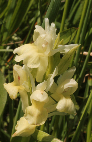 Dactylorhiza sambucina, Südschwarzwald.