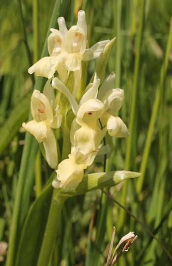 Dactylorhiza sambucina, Southern Black Forest.