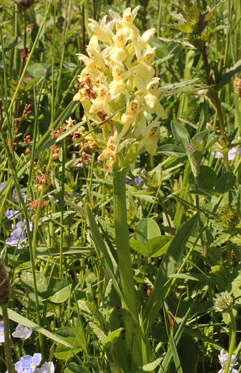 Dactylorhiza sambucina, Südschwarzwald.