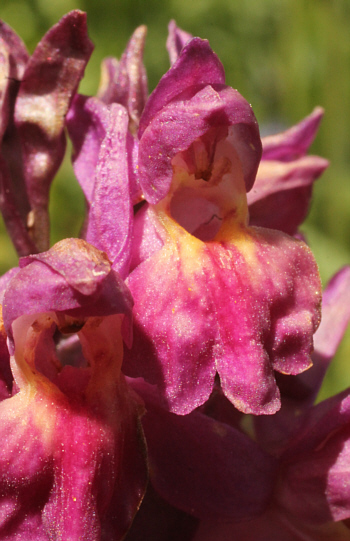 Dactylorhiza sambucina, Southern Black Forest.