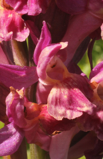 Dactylorhiza sambucina, Southern Black Forest.