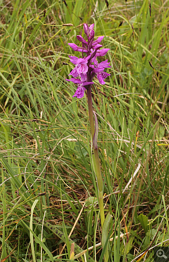 Dactylorhiza traunsteineri, Eschenlohe.