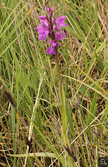 Dactylorhiza traunsteineri, Eschenlohe.