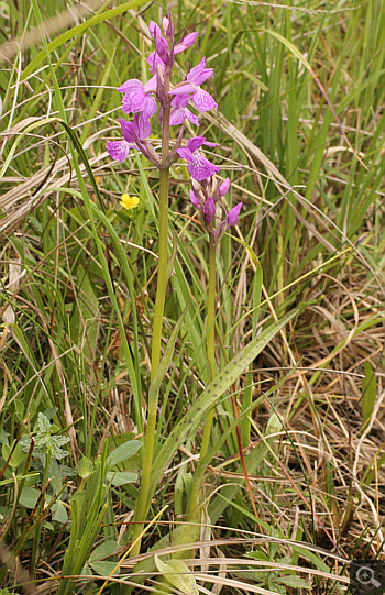 Dactylorhiza traunsteineri, Eschenlohe.