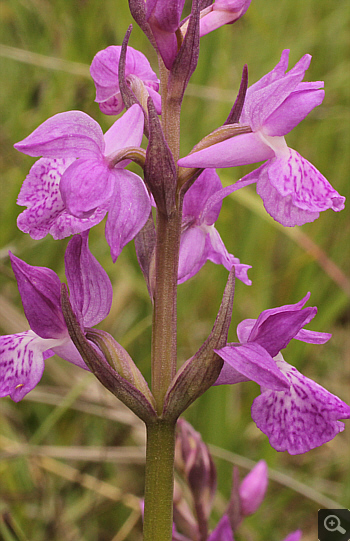 Dactylorhiza traunsteineri, Eschenlohe.