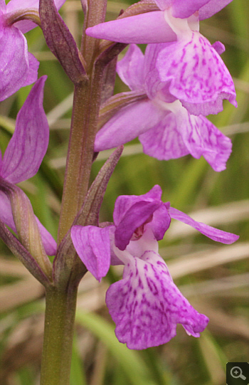 Dactylorhiza traunsteineri, Eschenlohe.