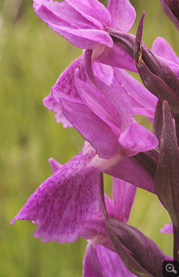 Dactylorhiza traunsteineri, Eschenlohe.