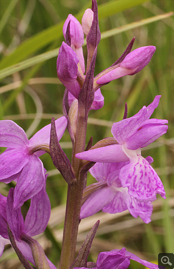 Dactylorhiza traunsteineri, Eschenlohe.