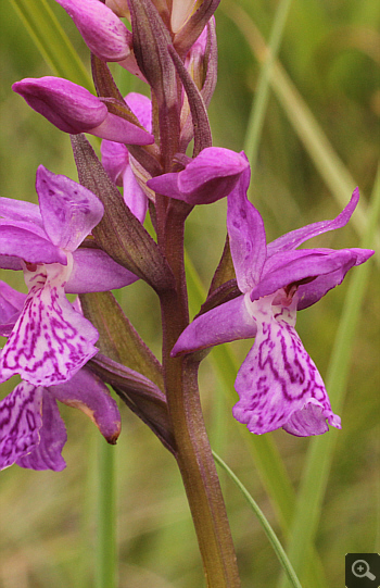 Dactylorhiza traunsteineri, Eschenlohe.