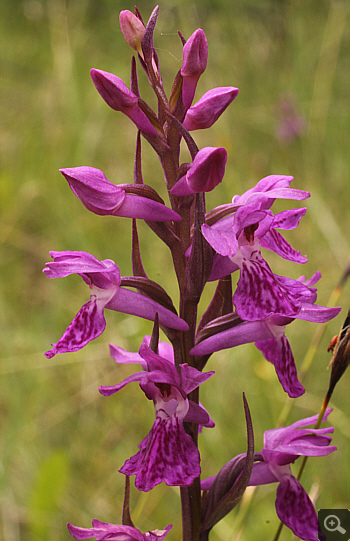 Dactylorhiza traunsteineri, Eschenlohe.