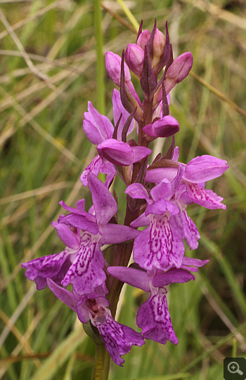 Dactylorhiza traunsteineri, Eschenlohe.