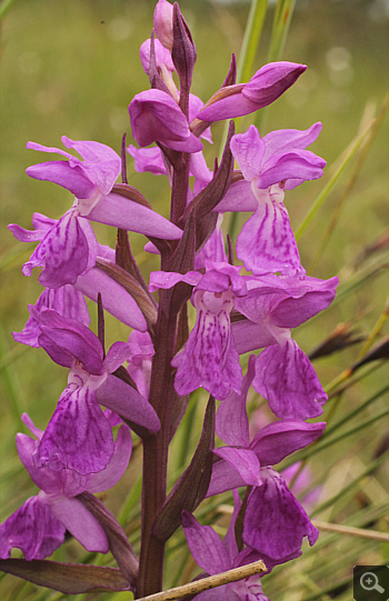 Dactylorhiza traunsteineri, Eschenlohe.