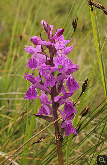 Dactylorhiza traunsteineri, Eschenlohe.