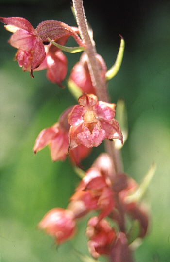 Epipactis atrorubens, Landkreis Dillingen.