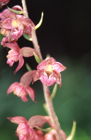 Epipactis atrorubens, district Dillingen.