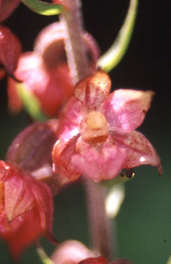 Epipactis atrorubens, Landkreis Dillingen.