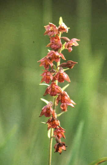 Epipactis atrorubens, district Dillingen.