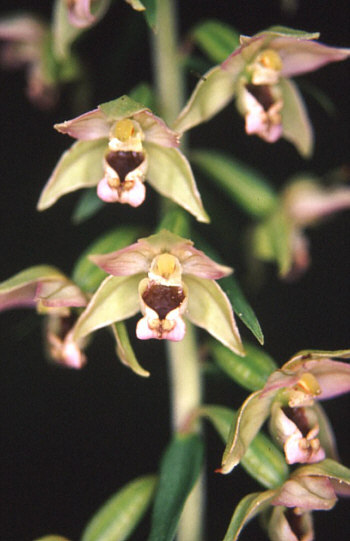 Epipactis helleborine, district Heidenheim.