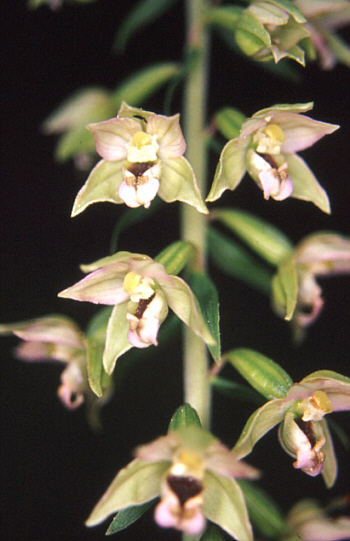 Epipactis helleborine, Landkreis Heidenheim.